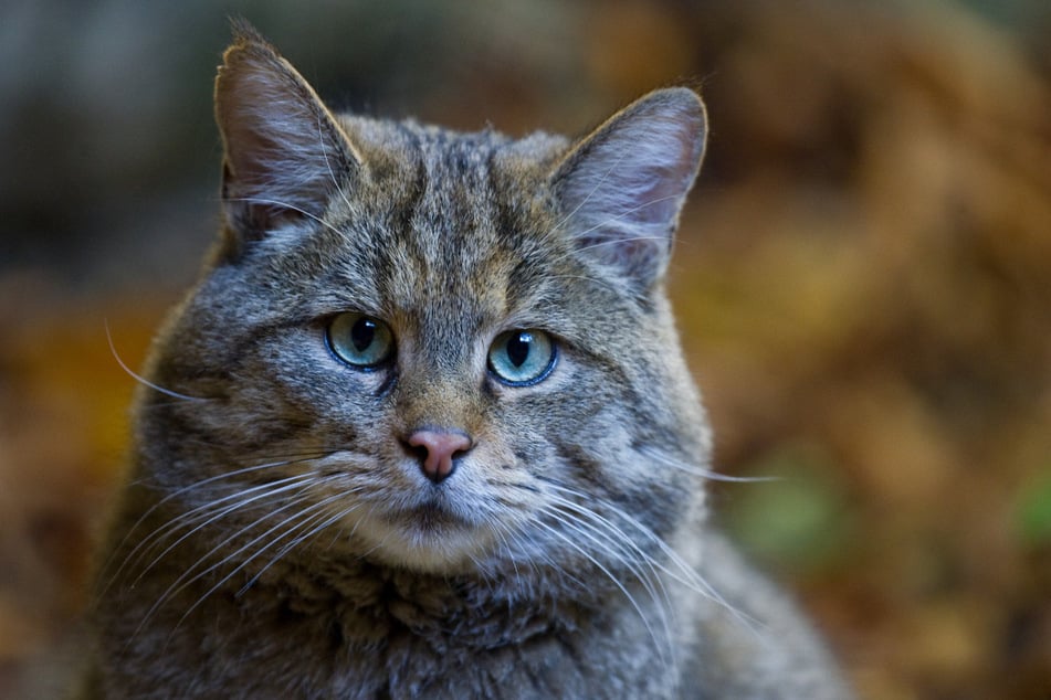 Die Europäische Wildkatze (Felis silvestris) ist heute wieder in vielen Regionen Europas beheimatet.