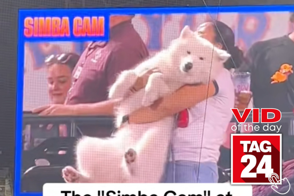 Today's Viral Video of the Day features a pack of dogs who stole the spotlight on the "Simba Cam" at a baseball game!