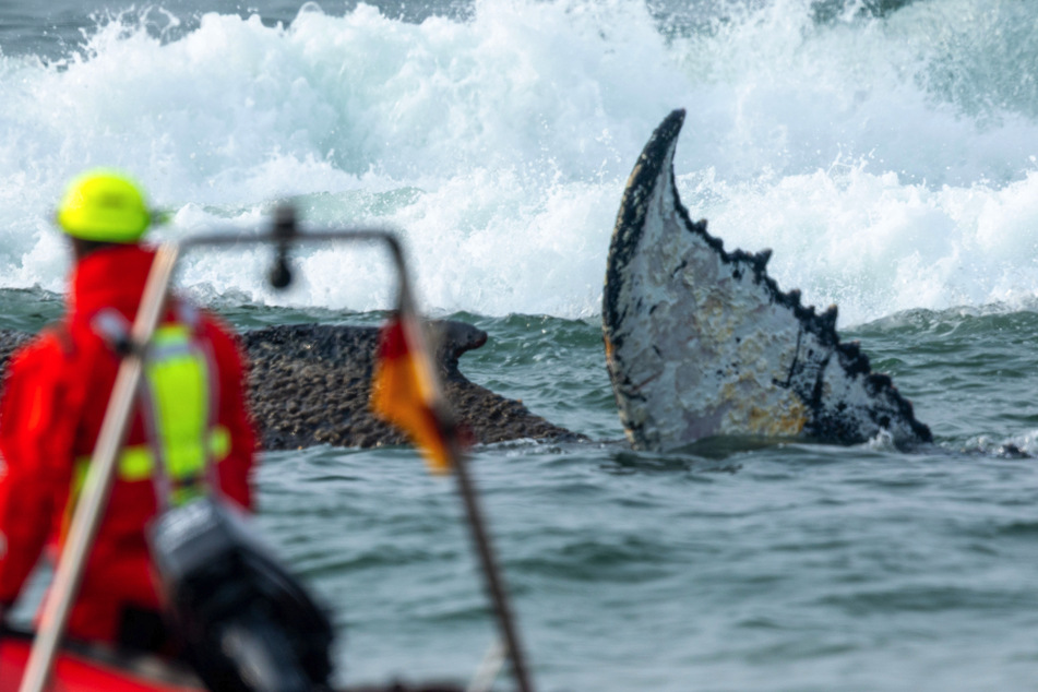 Retter wollten den Wal immer wieder zum Schwimmen animieren, doch die Versuche scheiterten.