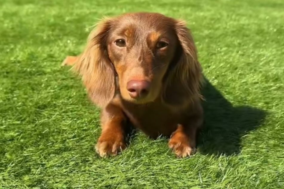 Mabel genießt von nun an die Sonne in ihrem eigenen Garten.