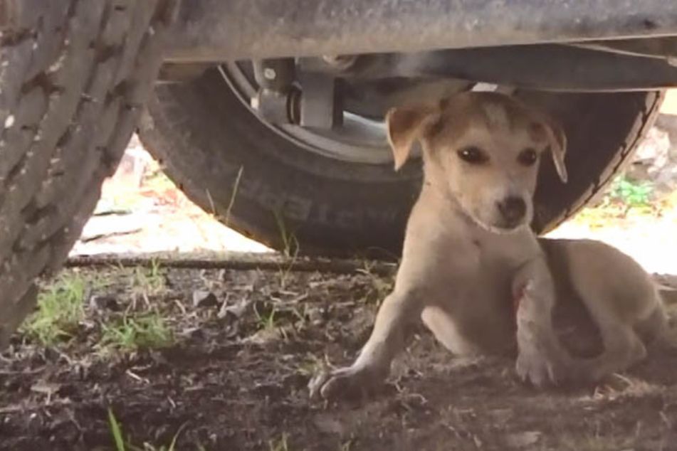 Armer Hund versteckt sich vor Schmerzen und hat noch ein Problem