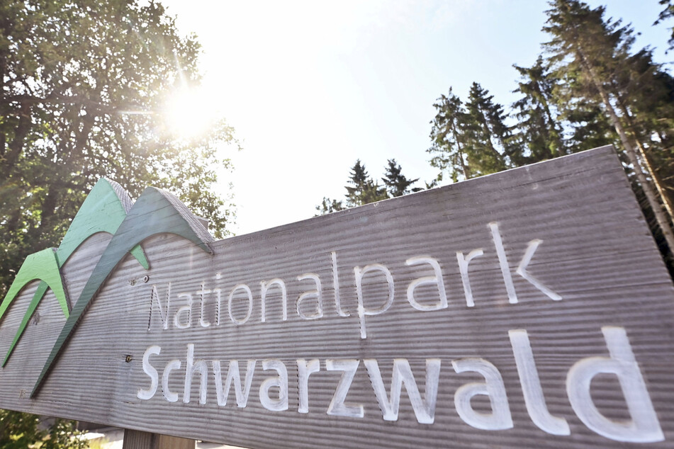 Der Schwarzwald wird als geeigneter Lebensraum für den Wolf eingestuft.