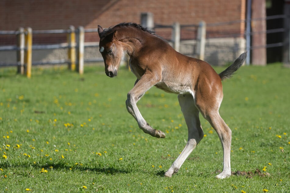 Das Haupt- und Landgestüt im baden-württembergischen Marbach ist evakuiert worden. (Archivfoto)
