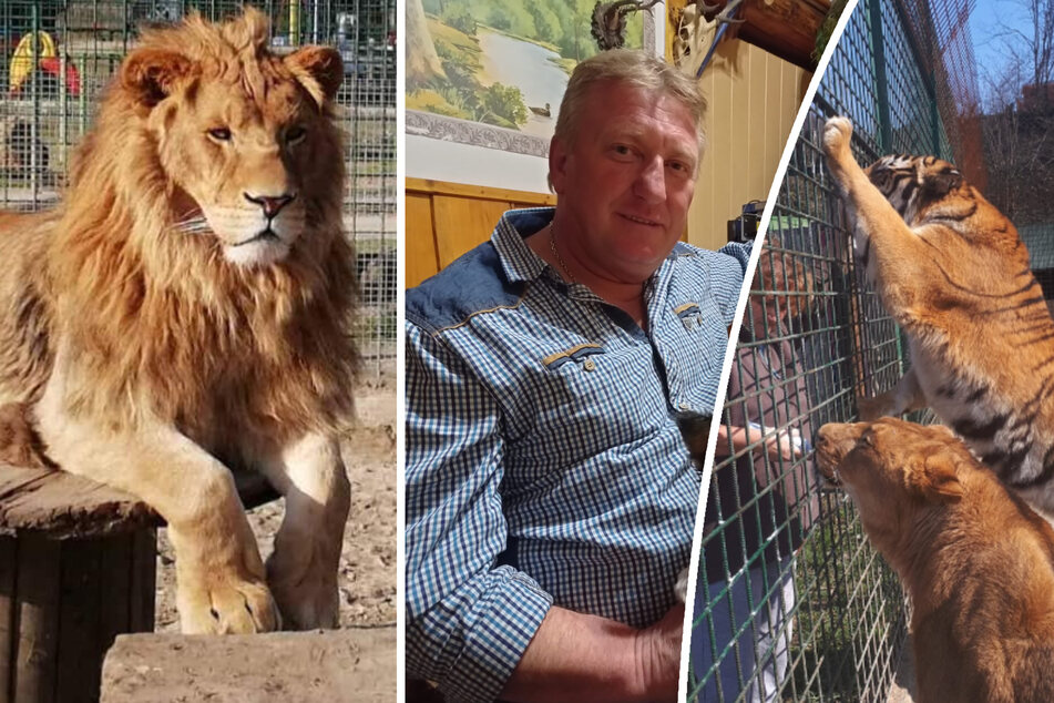 Von Löwen zerfleischt: Umstrittener Zoo-Betreiber tot aufgefunden
