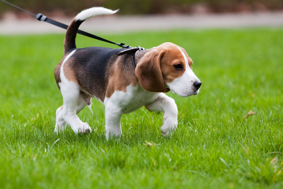 Der Beagle wurde in ein Tierheim gebracht. (Symbolbild)