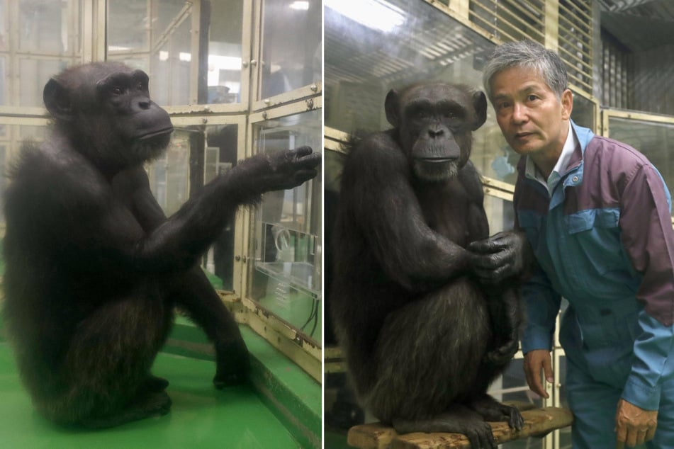 Kyoto University Professor Tetsuro Matsuzawa (r.) poses with Ai the chimpanzee in a research laboratory on September 25, 2018.