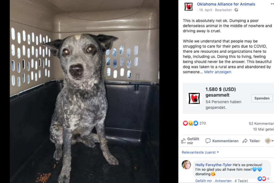 Hier der kleine Rocket im Truck nach seiner Rettung.