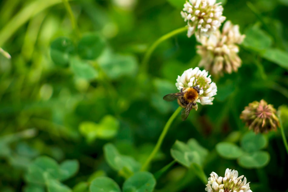Bienenfreundlich: Über die Blüten auf der Rasenfläche freuen sich Insekten.