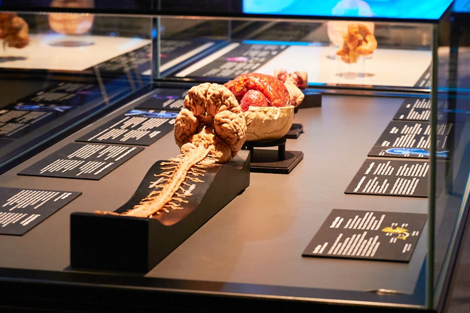 Hierbei können die Besucher Dinge fürs Leben lernen, wie z. B. die menschliche Wirbelsäule funktioniert.