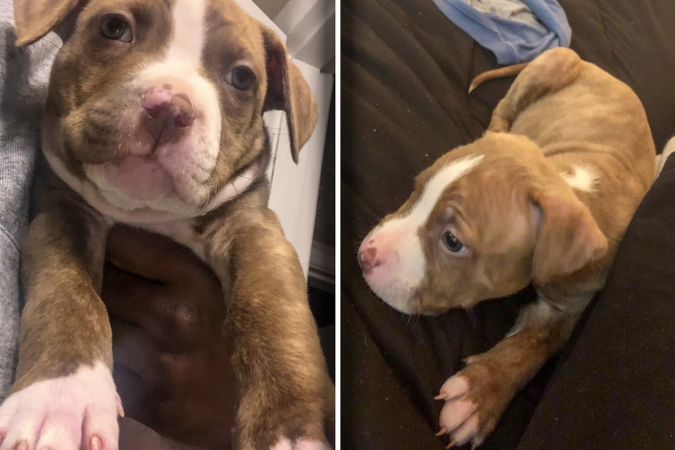 Hund hängt zwei Jahre im Tierheim fest: Was Pfleger dann erfahren, verschlägt ihnen die Sprache