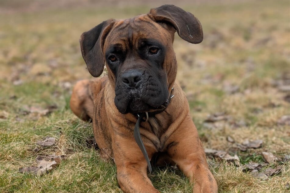 Presa-Canario-Mischlingshündin Dea aus dem Hamburger Tierheim sucht ein richtiges Zuhause.