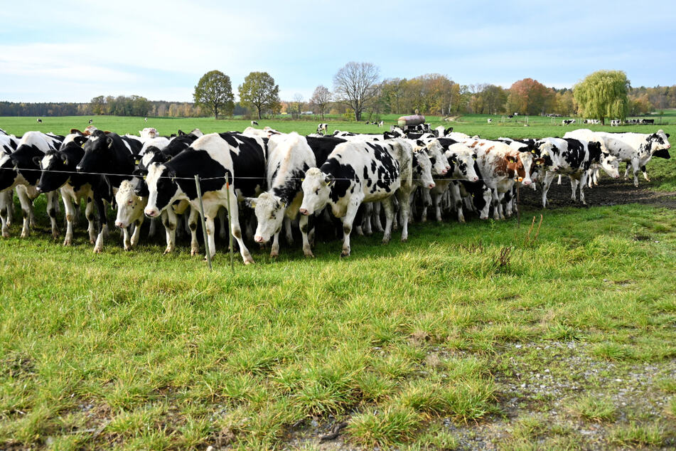 Am Dorfrand von Schmorkau weiden Rinder von Robert Gierth. 2019 hielten rund drei Viertel aller Landwirtschaftsbetriebe in Sachsen Tiere.