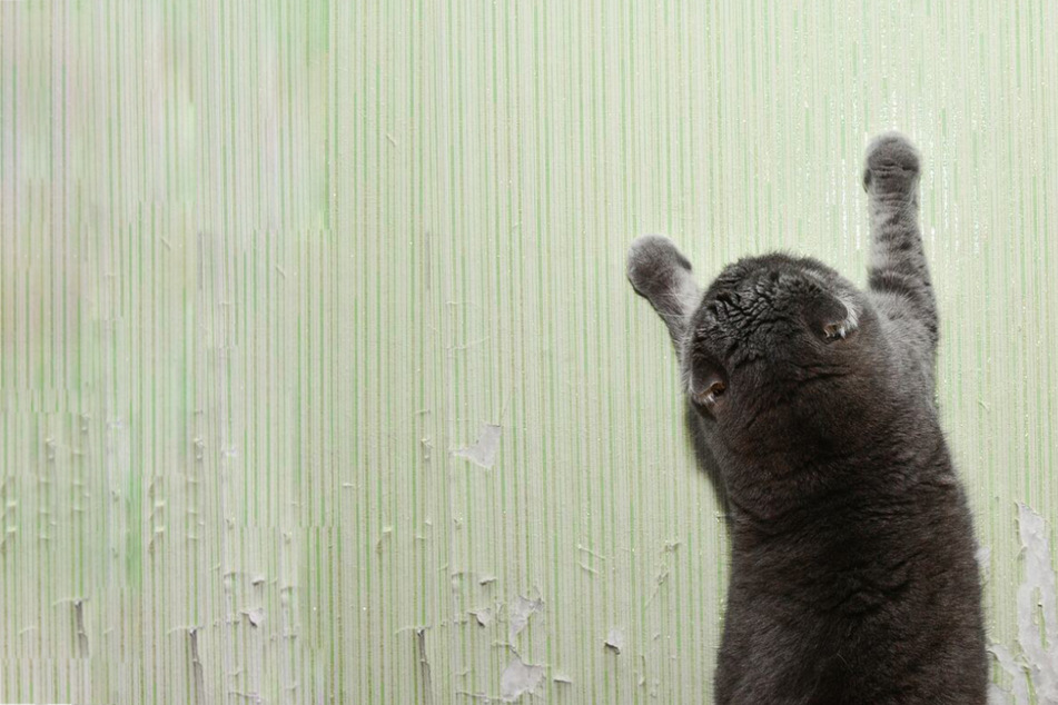 How to keep cats from scratching furniture and walls