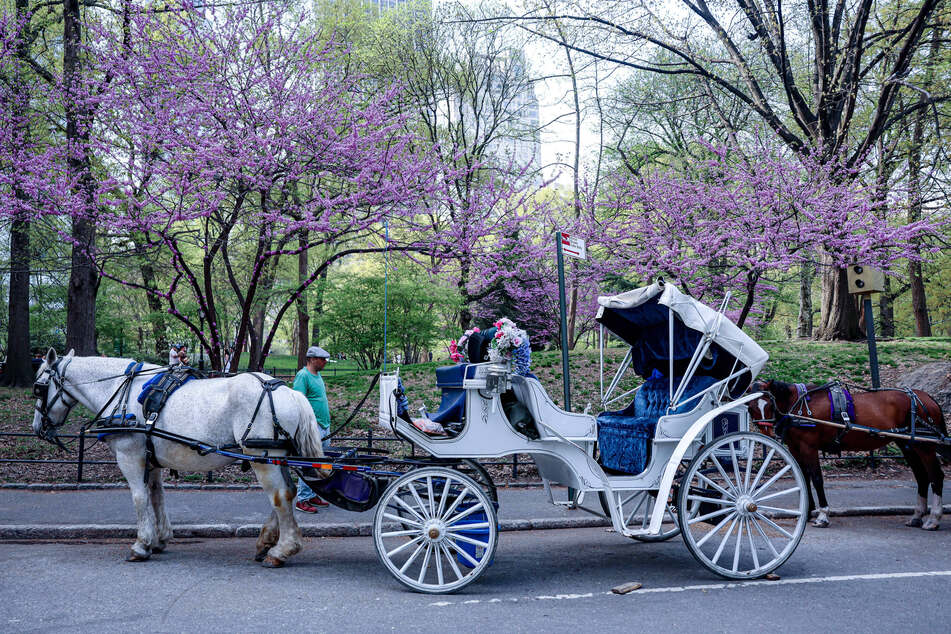 Animal rights activists have long pushed for the banning of horse-drawn carriages in New York's Central Park.