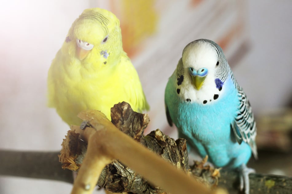 Woran erkennt man, dass ein Wellensittich kurz vor der Eiablage steht?