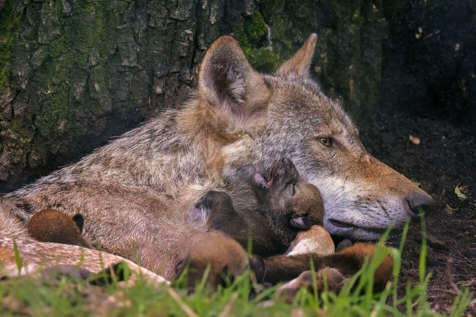 Wolfsrüde Romulus, der hier mit den neu geborenen Welpen in deren Gehege im Wildpark Alte Fasanerie liegt, kann nicht der Vater sein. Er ist bereits doppelt sterilisiert.
