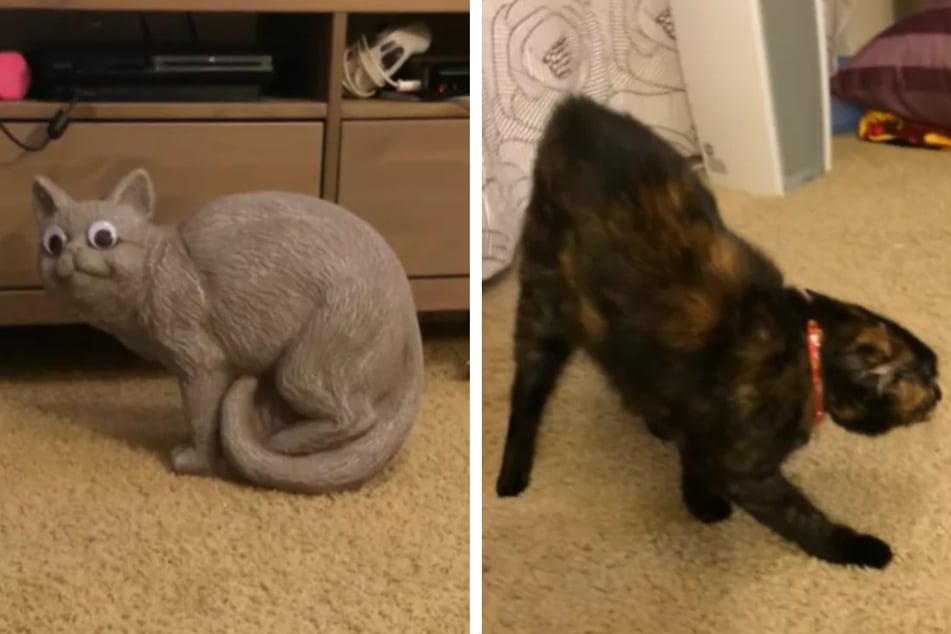 Dass Mia auf die "neue Katze" so schockiert reagieren würde, hatte ihr Frauchen nicht erwartet.