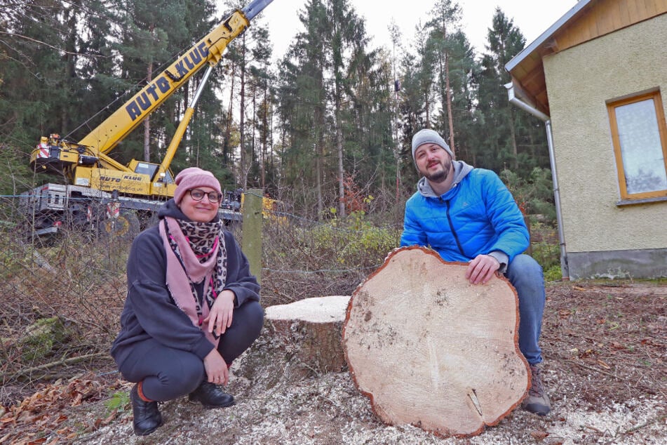Der Zwickauer Weihnachtsbaum kommt dieses Jahr aus dem Vogtland.