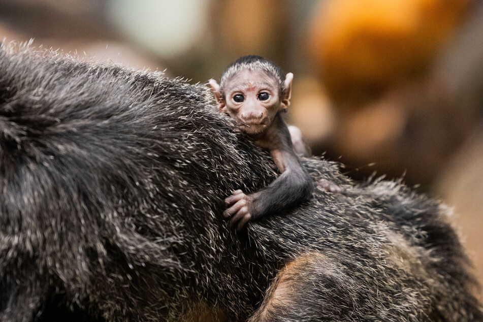 Leicht schüchtern schaut Schweifäffchen "Mana" in die Kamera. Es wurde im Januar im Kölner Zoo geboren.