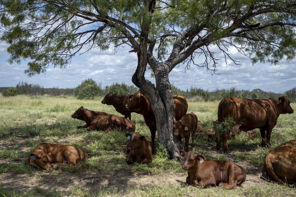 Cattle roam Chapparosa Ranch in La Pryor, Texas, on June 11, 2026.