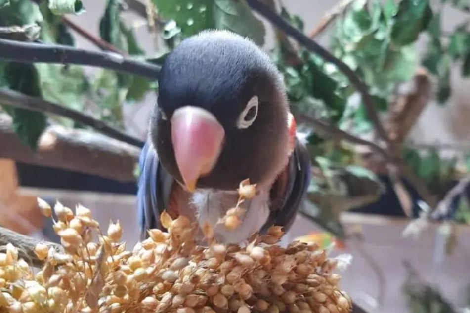 Der Kleinpapagei Beetjuice (4) sucht vom Berliner Tierheim aus ein neues Zuhause samt Vogeldame.