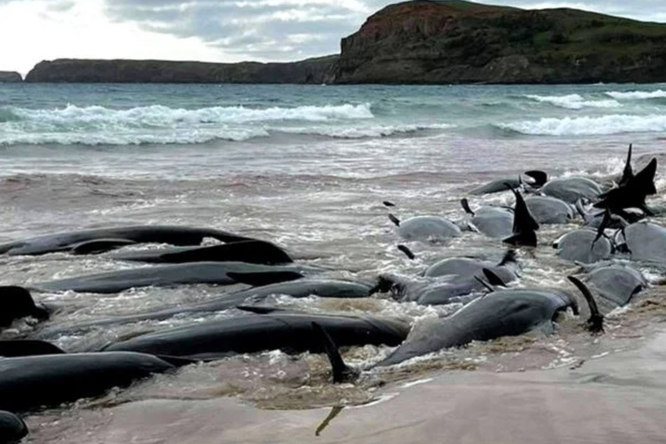 Pilot whales stranded on Chatham Islands in New Zealand.