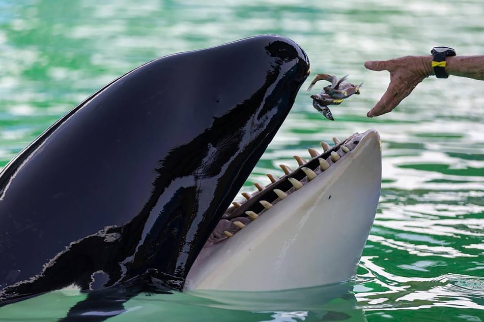 Zusammen mit seinen Trainern führte Orca "Keto" antrainierte Kunststücke für die Besucher auf. (Symbolbild)