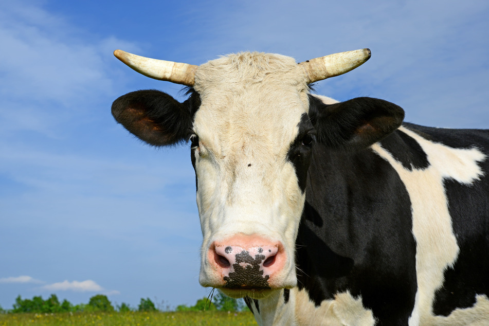 Kühe sind per se sehr goße und imposante Tiere - welches ist die größte Kuh? (Symbolbild)