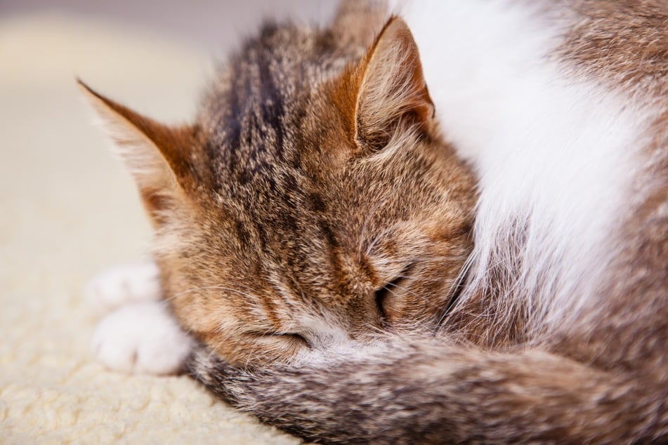 Hat eine Katze Schmerzen, ist ihr kalt oder ist diese Schlafposition einfach bequem?