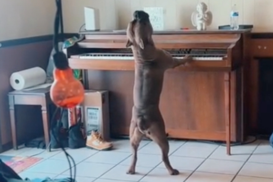 Musikalischer Vierbeiner: Hund spielt gerne Klavier und singt dazu!