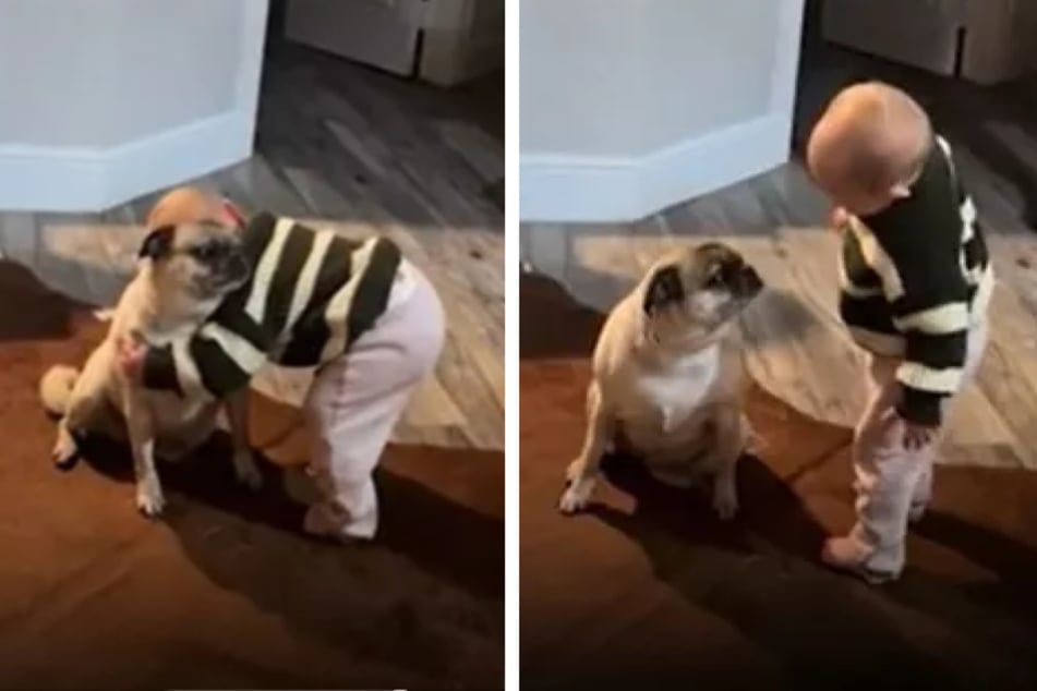 Baby is starstruck meeting a dog for the first time, but TikTok users are worried