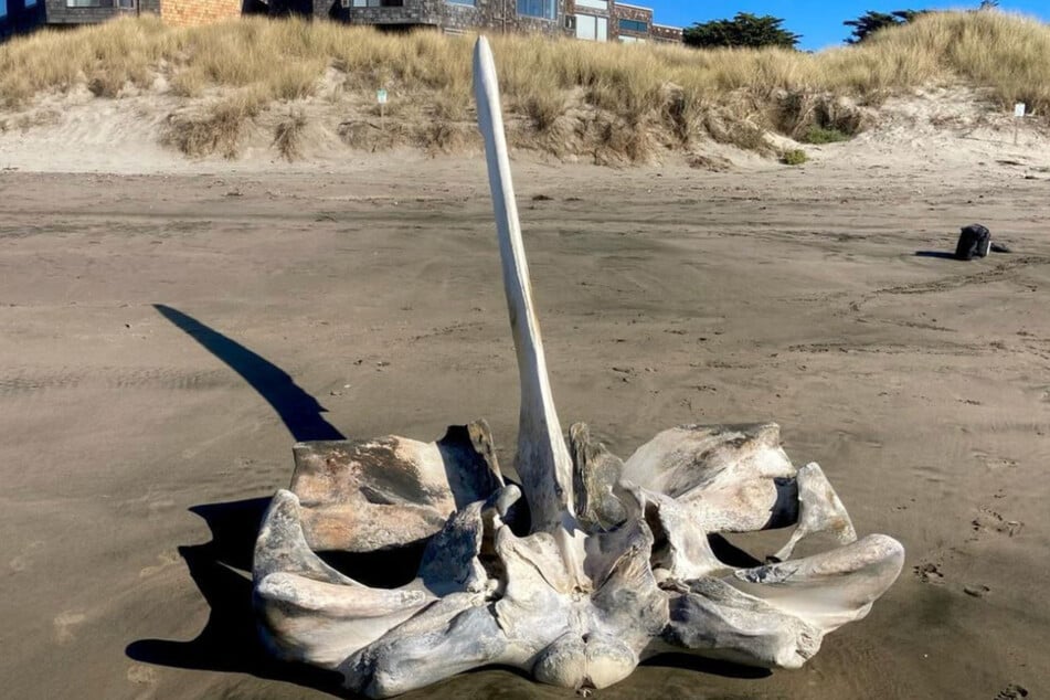 Skull of marine "behemoth" washes up on California coast