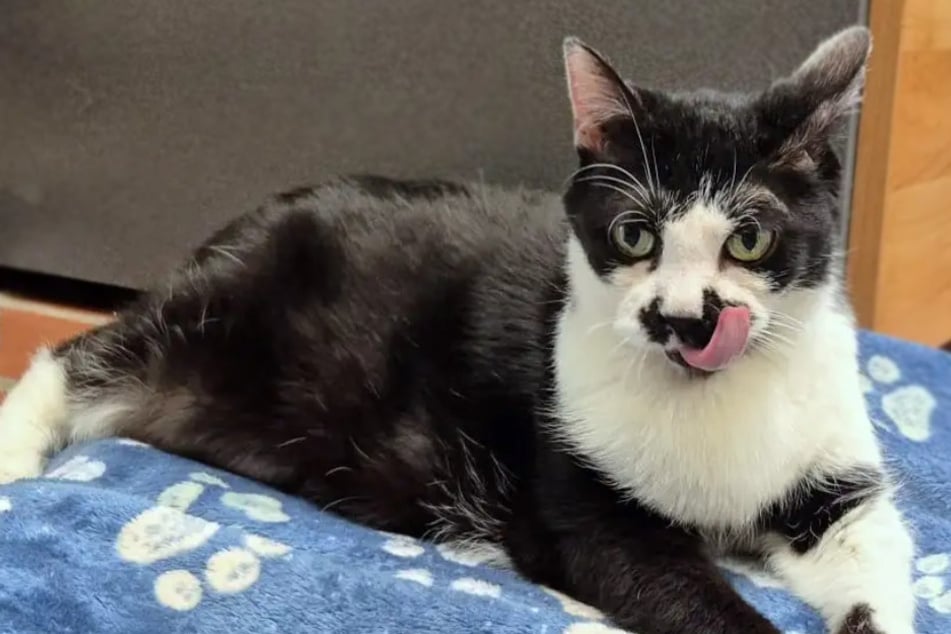 Debido al sobrepeso en el refugio animal: ¿Quién le da un hogar a la abuela gato Kite?
