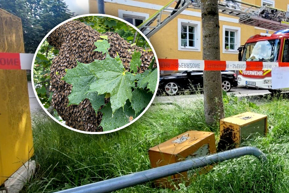 München: Kurioser Einsatz in Bogenhausen: Gigantischer Bienenschwarm ruft Feuerwehr auf den Plan!