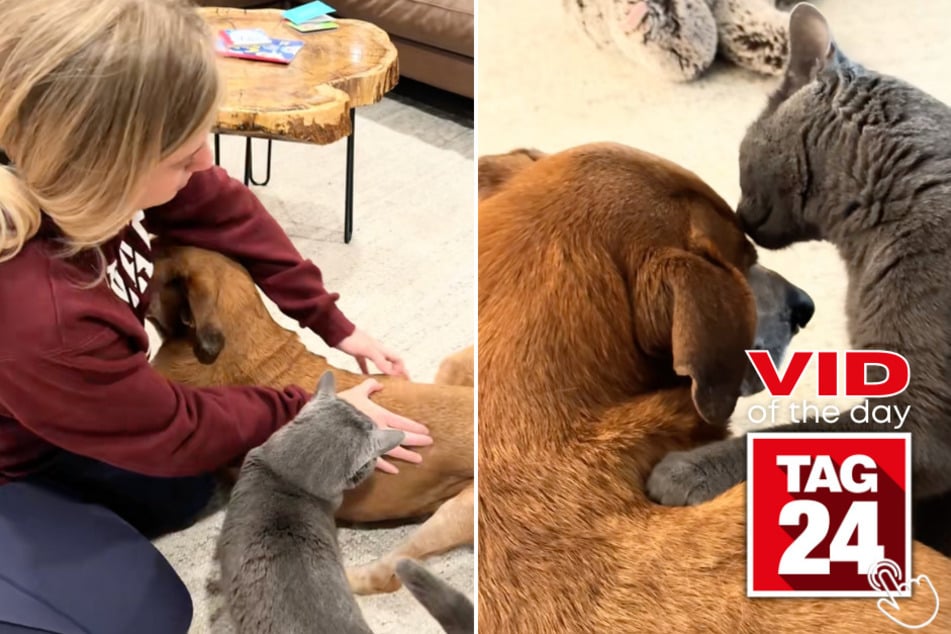 You won't believe what this cat did to help his senior dog brother!