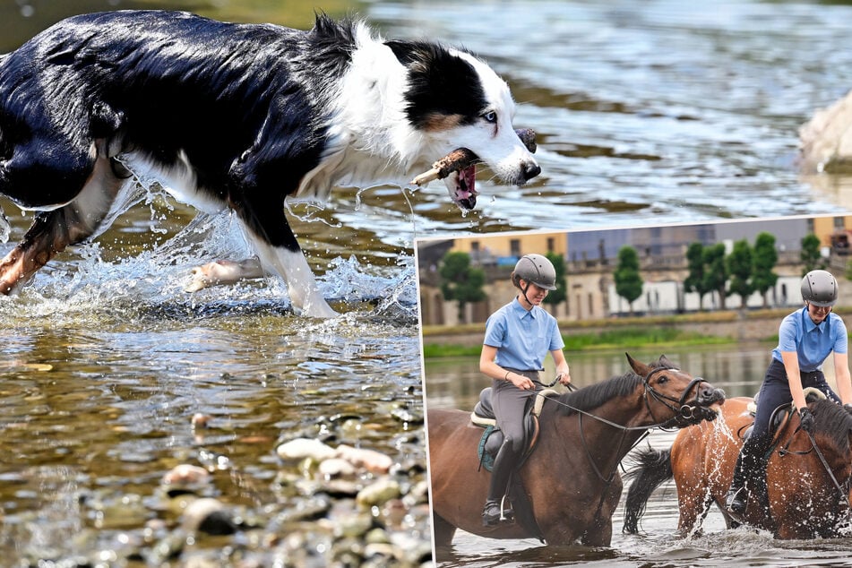 Dresden: Wie Tiere in Sachsen der Hitzeglocke trotzen