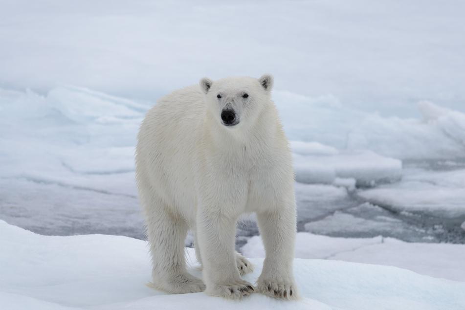 An der Ostküste Grönlands gibt es etwa 3000 Eisbären. (Symbolbild)