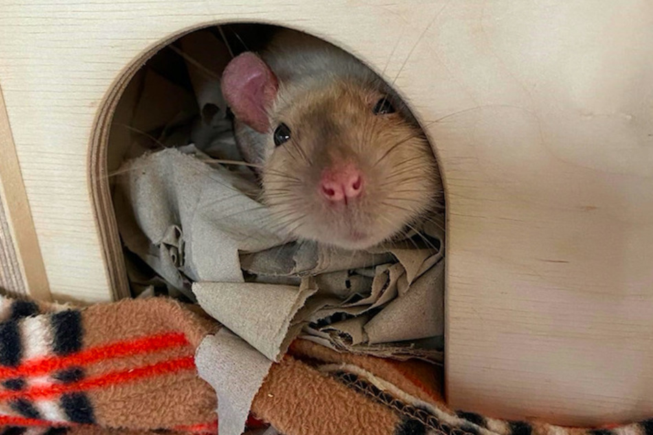 Ratte Otto hatte bisher ein eher trübes Leben - doch nun hat sich der kleine Kerl wieder erholt.