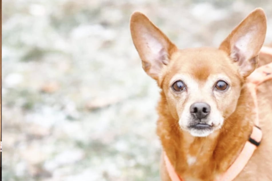 Pinscher-Mix Atze wird manchmal aggro: Dabei ist er in echt ganz anders