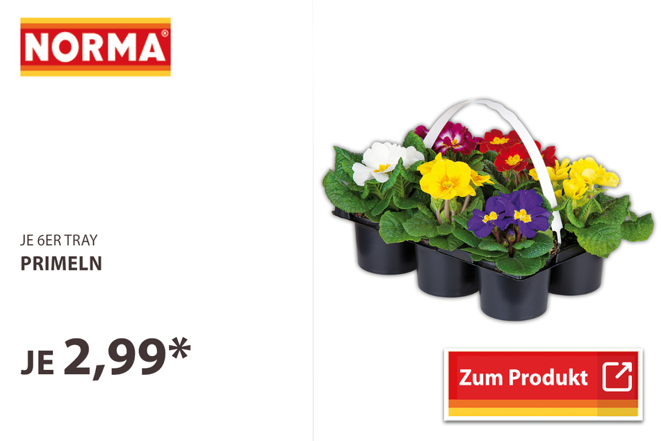 Primeln