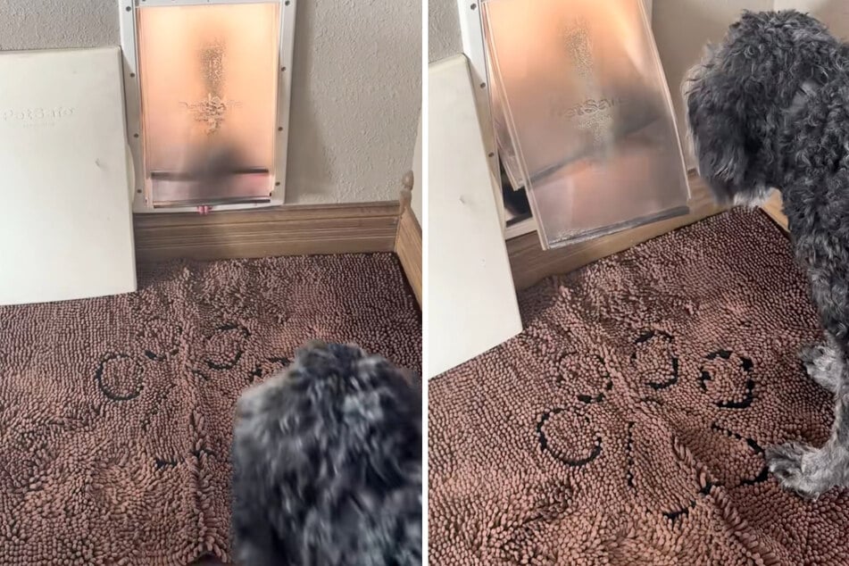 Hündin Stance beobachtet ebenfalls, was an der Hundeklappe vor sich geht. Sie und ihr Artgenosse sind in jedem Fall im Haus.