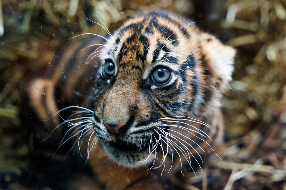 Schon ziemlich selbstbewusst sind die Tigerbabys.