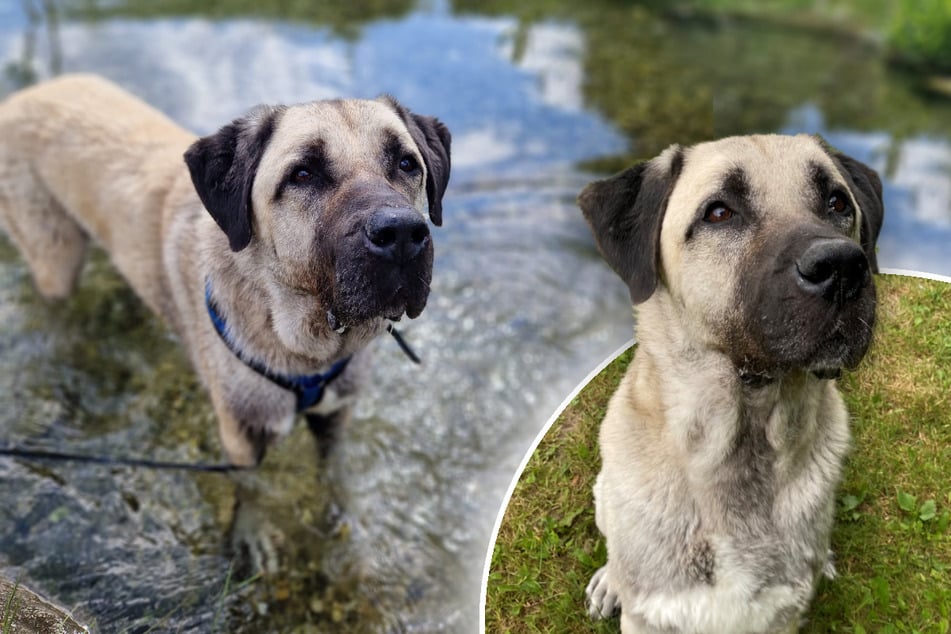 Kangal Reis wartet schon fünf Jahre auf eine neue Familie.
