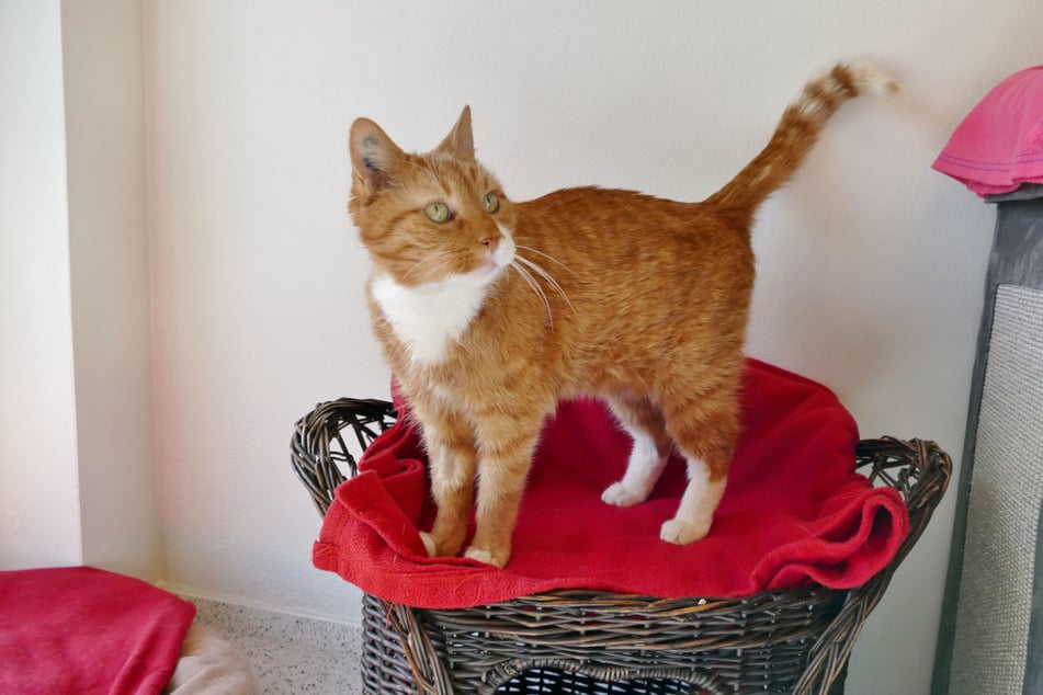 Na své staré dny se Marmo stále těší na teplý košík, dobré jídlo a spoustu lásky.