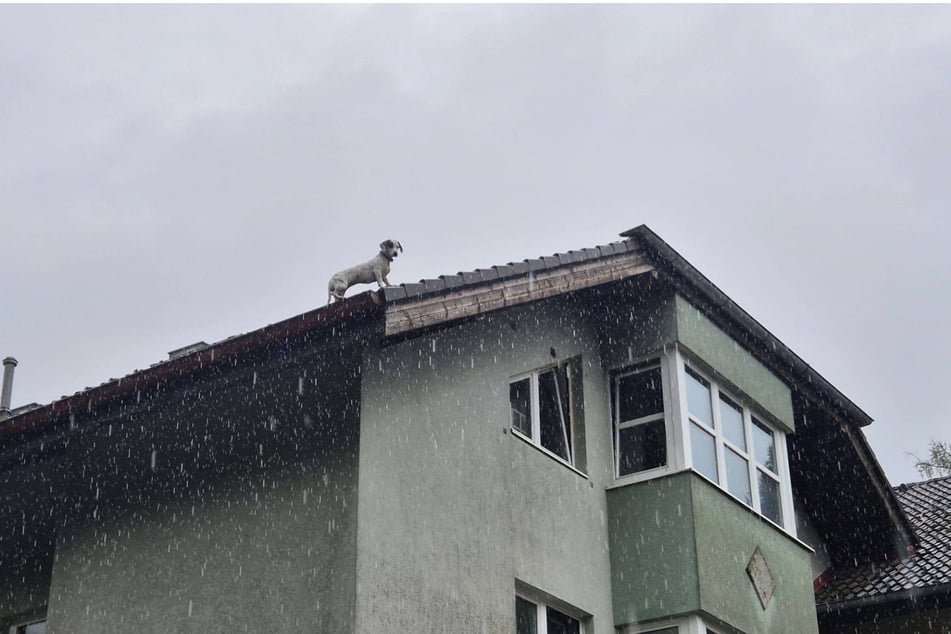 Über ein offenes Fenster war der Hund aufs Dach geklettert.