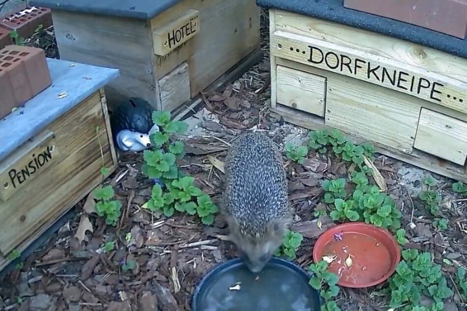 Erwischt: Igel Günther genießt die Rundum-Versorgung in Janas kleiner Igelstadt.
