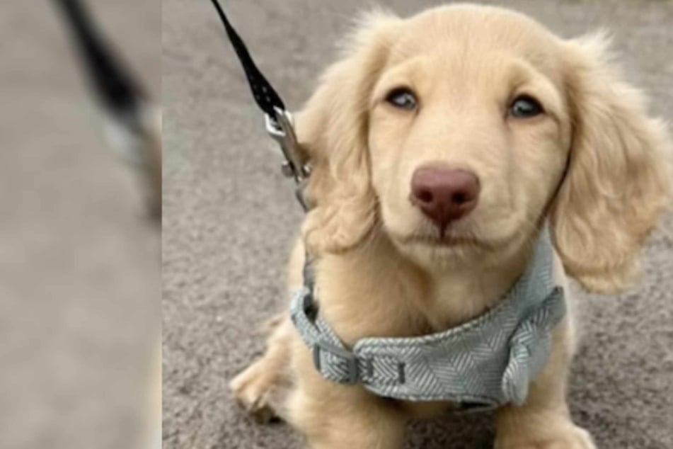 This puppy's unimaginable suffering moves the internet to tears