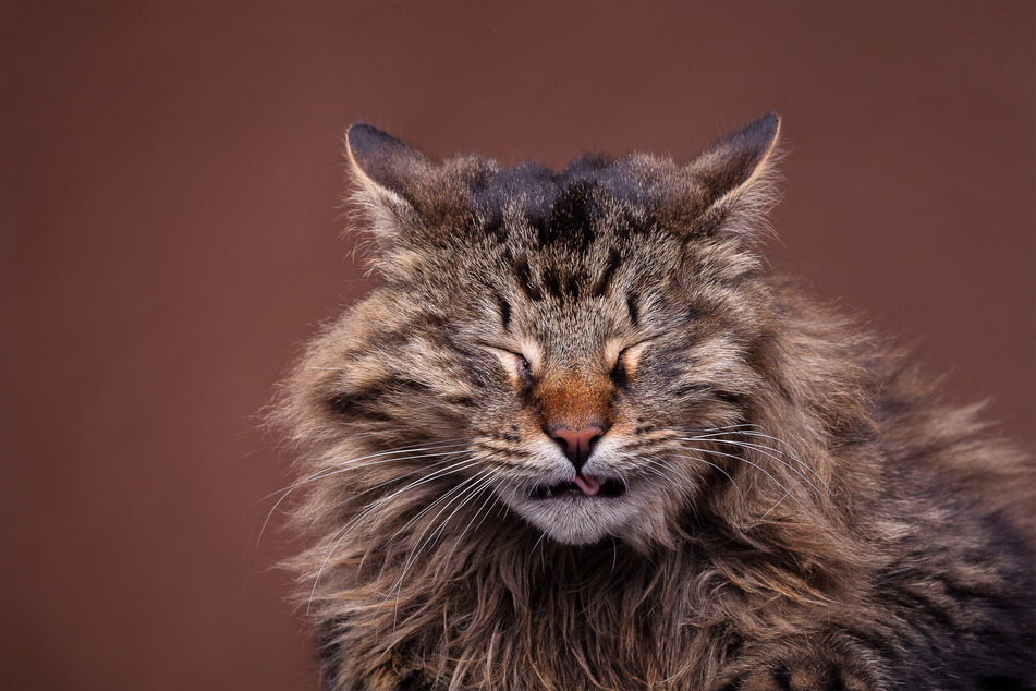 Cats get sick too, and one common symptom of such sickness is sneezing.