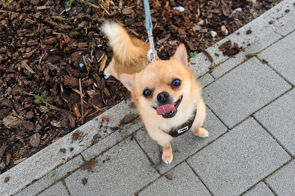 Chihuahua Gollum ist ein zugewandter kleiner Hund, der sich nach Aufmerksamkeit sehnt.