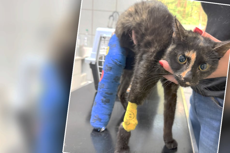 Katze Fluffy schwer verletzt gefunden und operiert: Tierheim sucht unbekannten Besitzer
